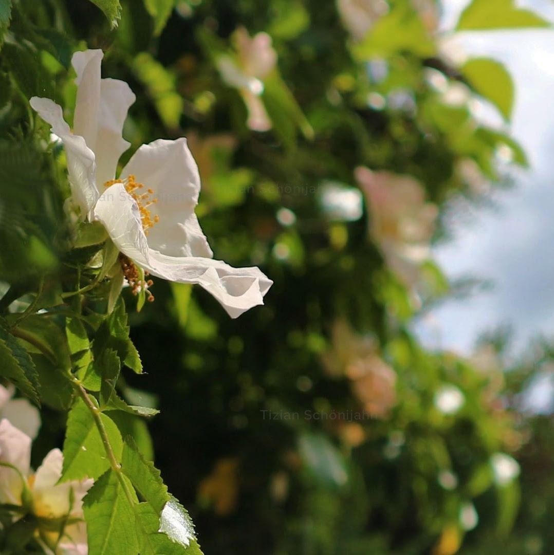 Feldrose Blumen Foto von Tizian Schönijahn